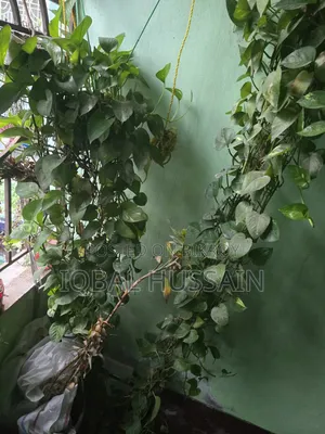 মানি প্ল্যান্ট গাছ ২ পিস