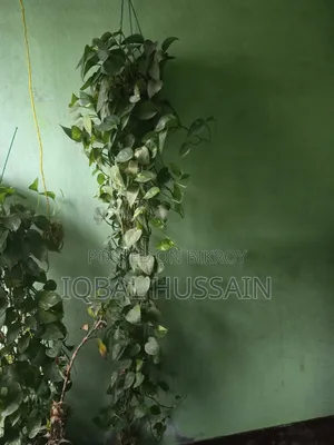 মানি প্ল্যান্ট গাছ ২ পিস