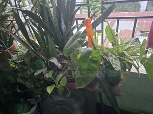 মানি প্ল্যান্ট গাছ ২ পিস