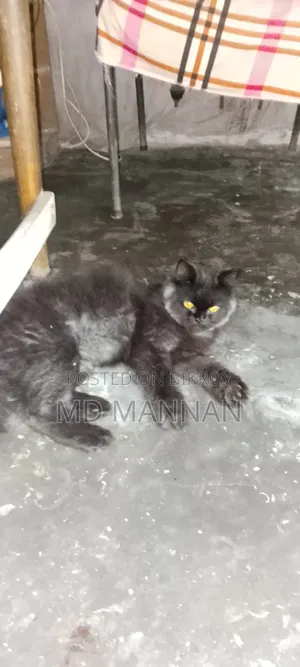 ৬-১২ মাস বয়সী পুরুষ মিক্সড ব্রিড পার্সিয়ান