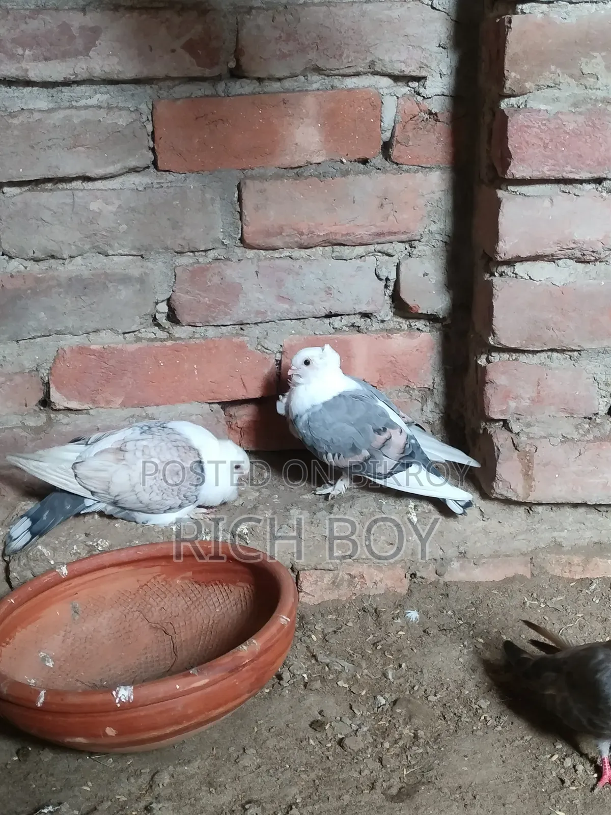 * সর্টিং কবুতর * Sarting Pigeon