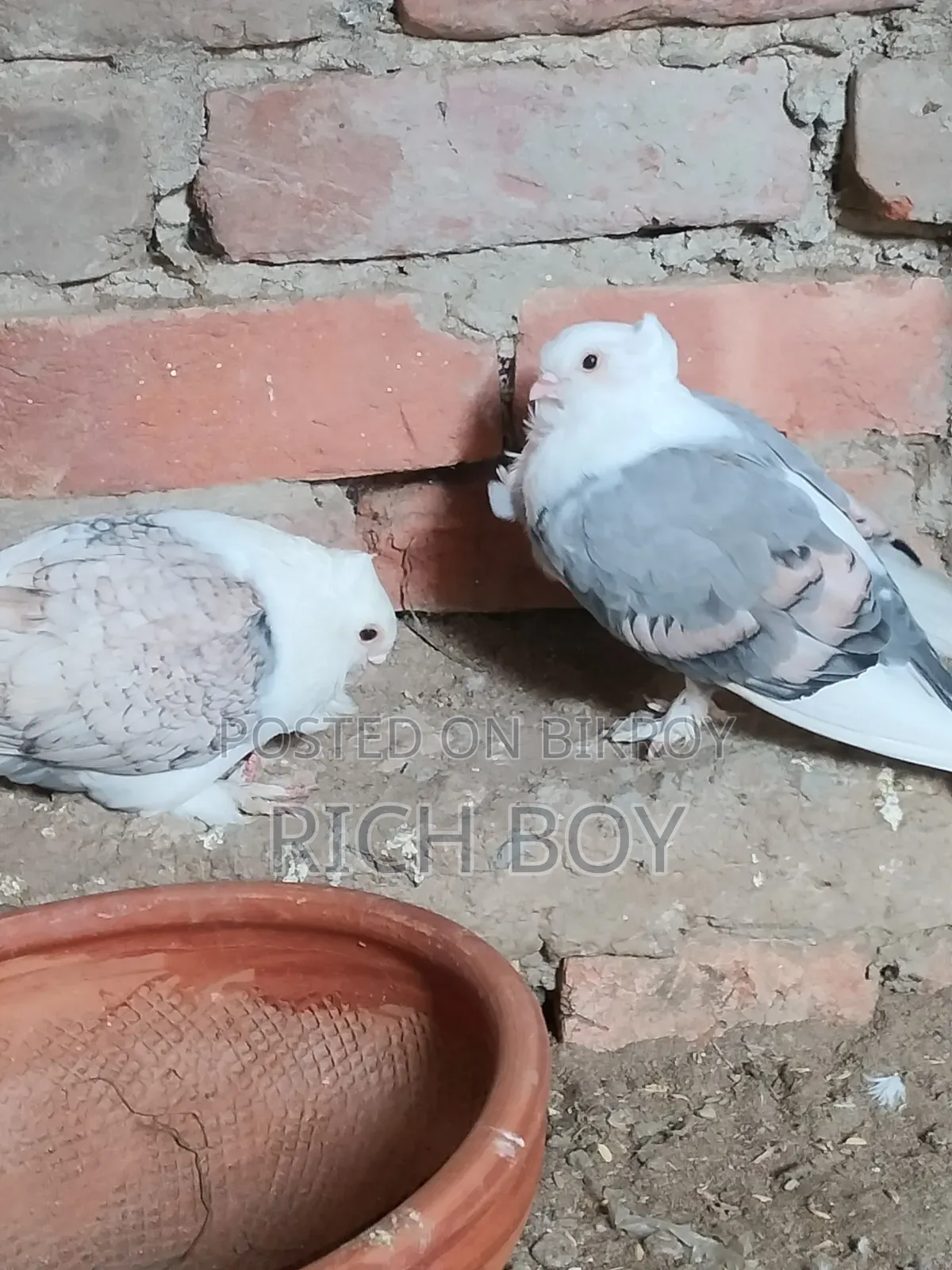 * সর্টিং কবুতর * Sarting Pigeon