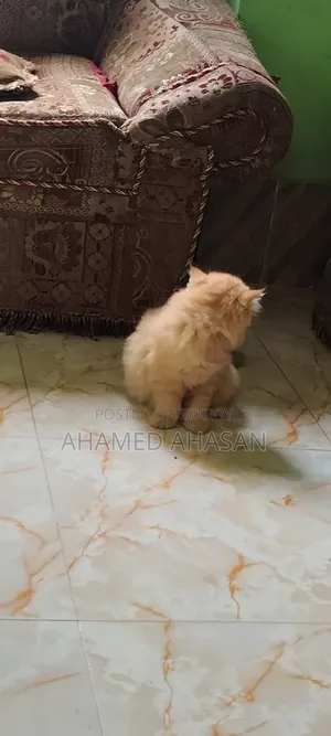 1-3 months Female Purebred Persian