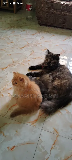 1-3 months Female Purebred Persian