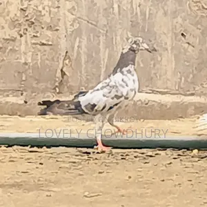 A female pigeon for sale