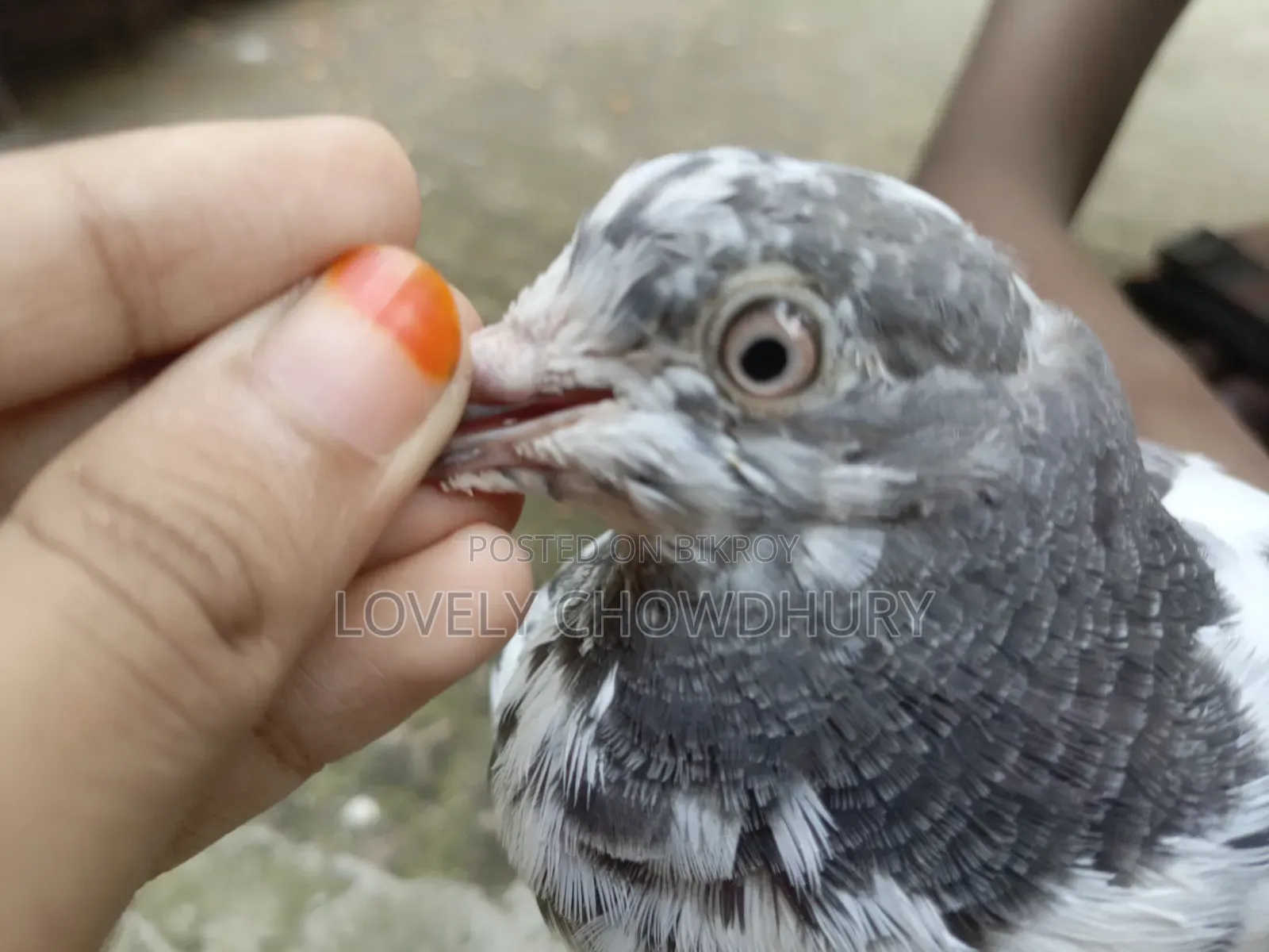 A female pigeon for sale