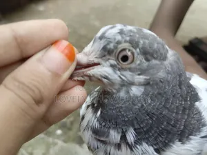 একটি পায়রী/মাদী কবুতর বিক্রি করা হবে