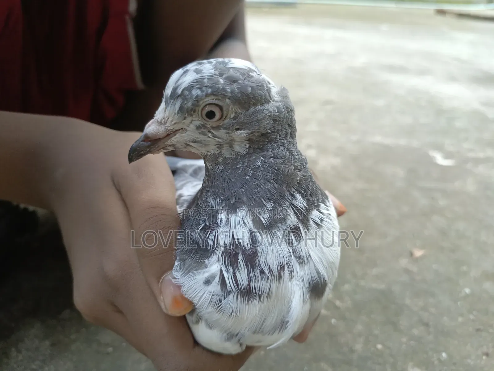 A female pigeon for sale