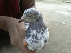 A female pigeon for sale