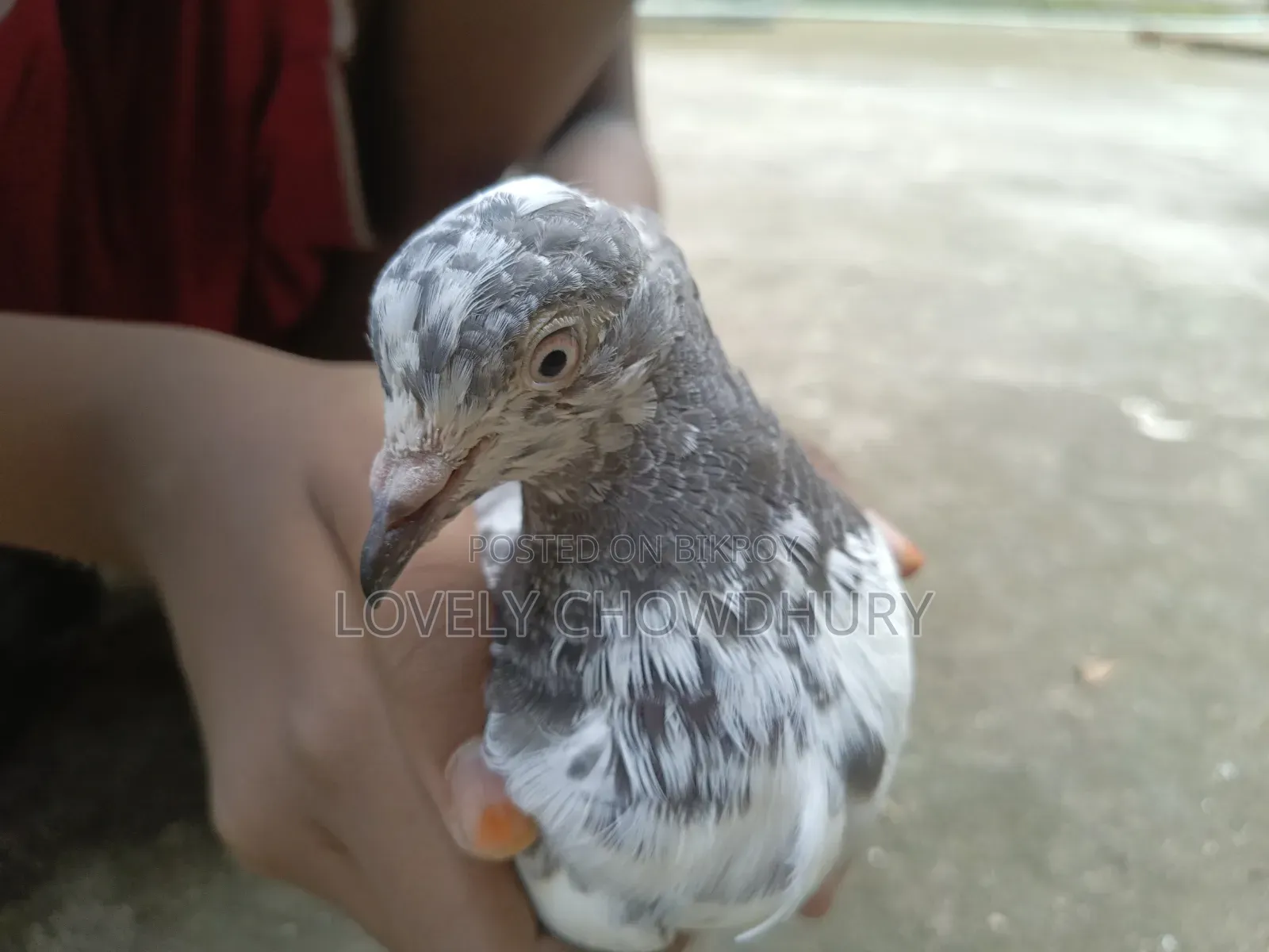 A female pigeon for sale