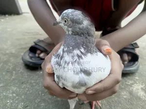 A female pigeon for sale
