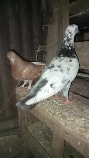 Giribaz Kobutor