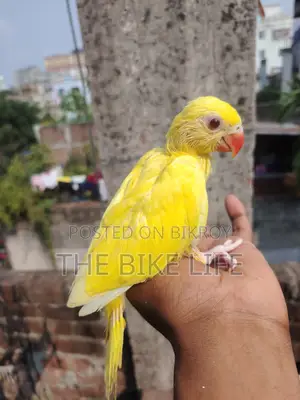 ব্লু রিংনেক হ্যান্ড টেম