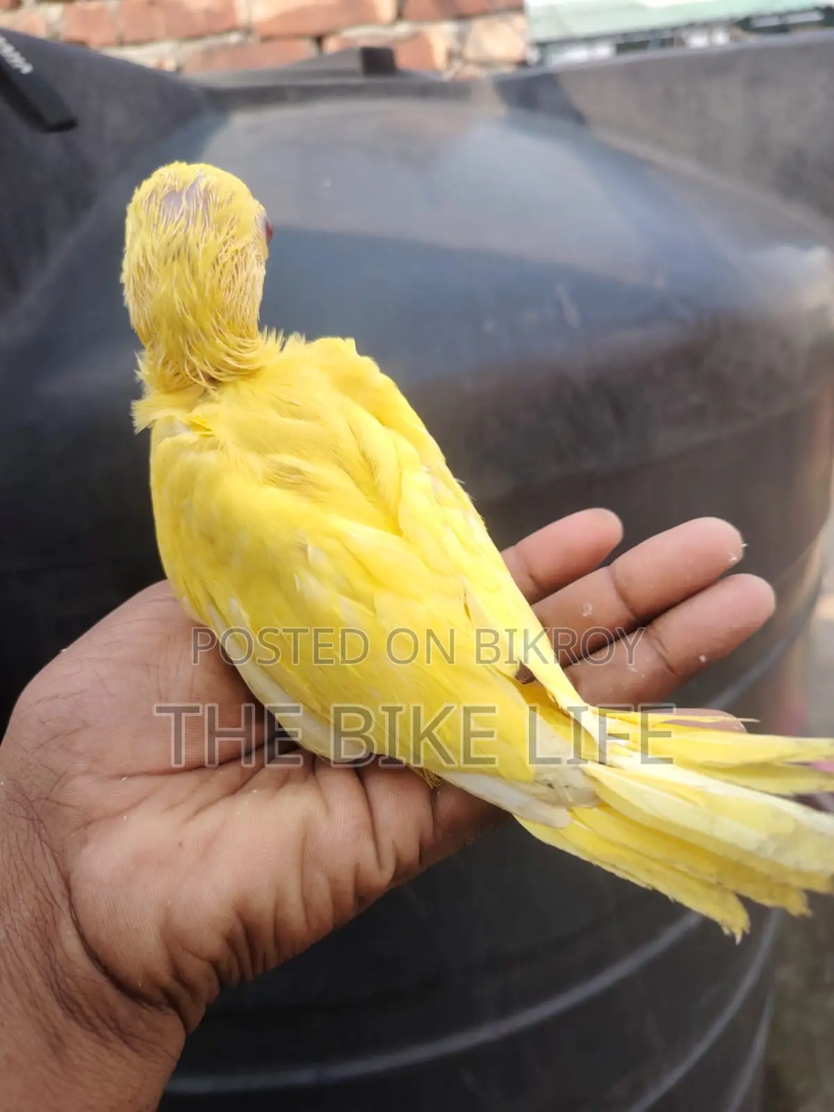 ব্লু রিংনেক হ্যান্ড টেম