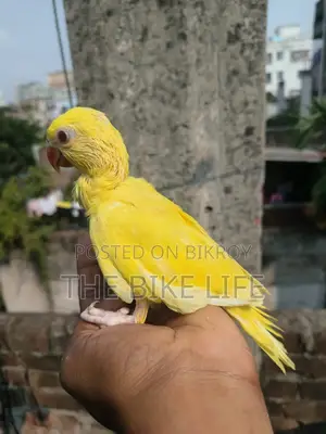 ব্লু রিংনেক হ্যান্ড টেম