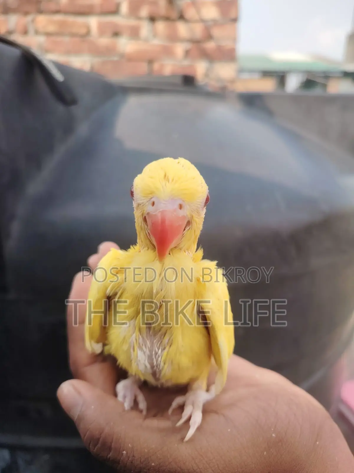 ব্লু রিংনেক হ্যান্ড টেম