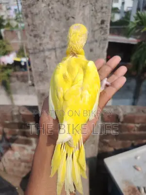 ব্লু রিংনেক হ্যান্ড টেম