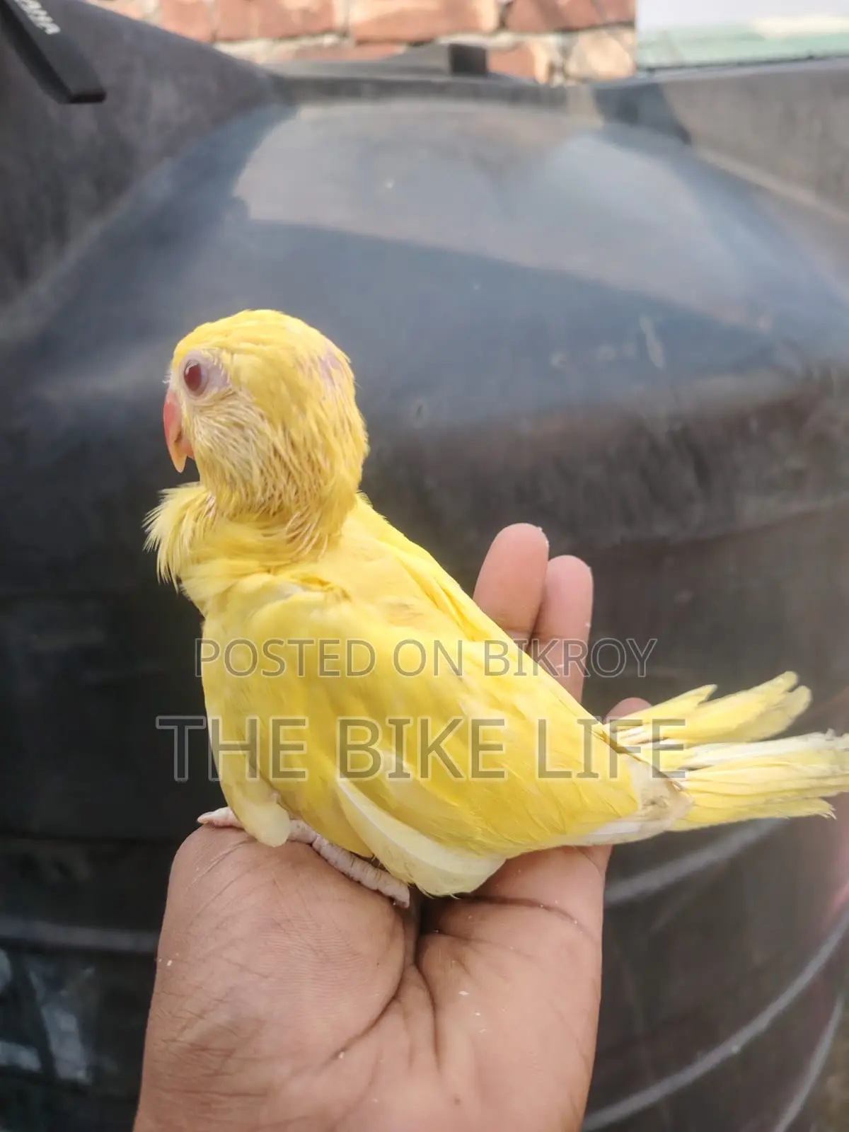 ব্লু রিংনেক হ্যান্ড টেম