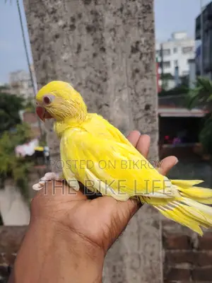 ব্লু রিংনেক হ্যান্ড টেম