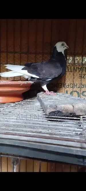 গররা পেয়ার