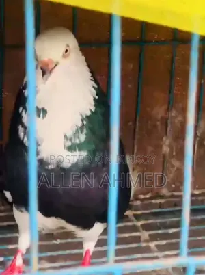 গররা পেয়ার