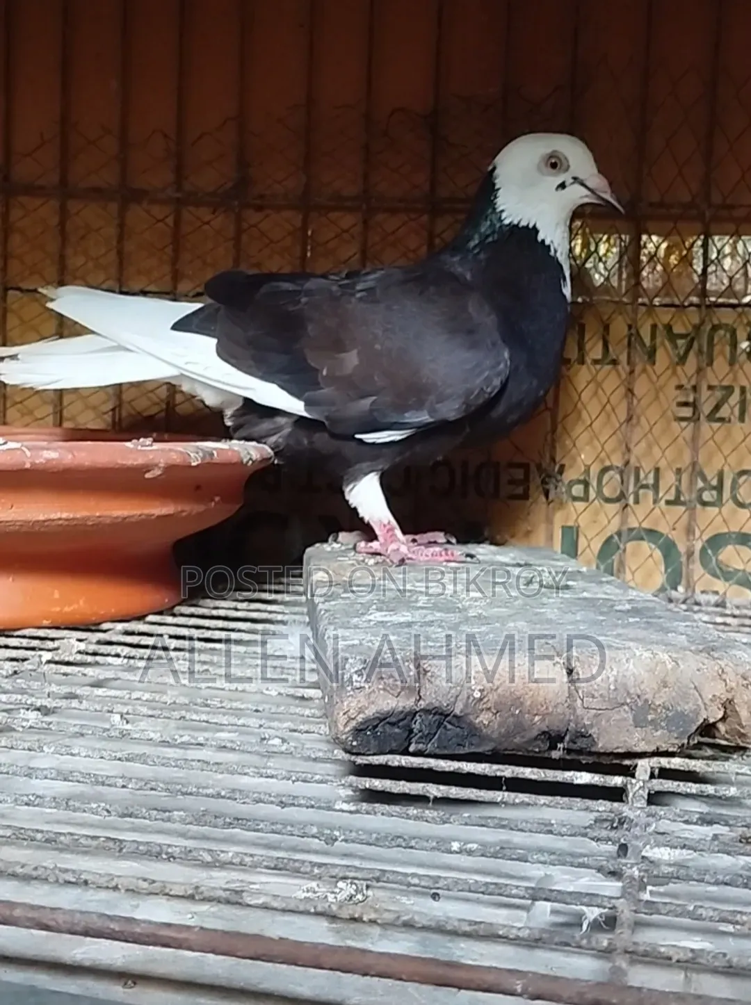 গররা পেয়ার