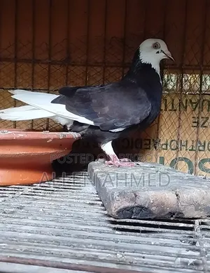 গররা পেয়ার