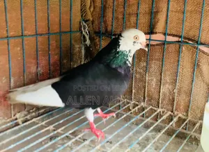 গররা পেয়ার