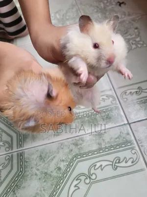 Healthy Male & Female Hamster For Sale