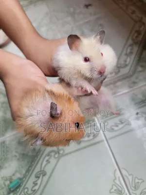 5-Month-Old Male & Female Hamsters for Sale