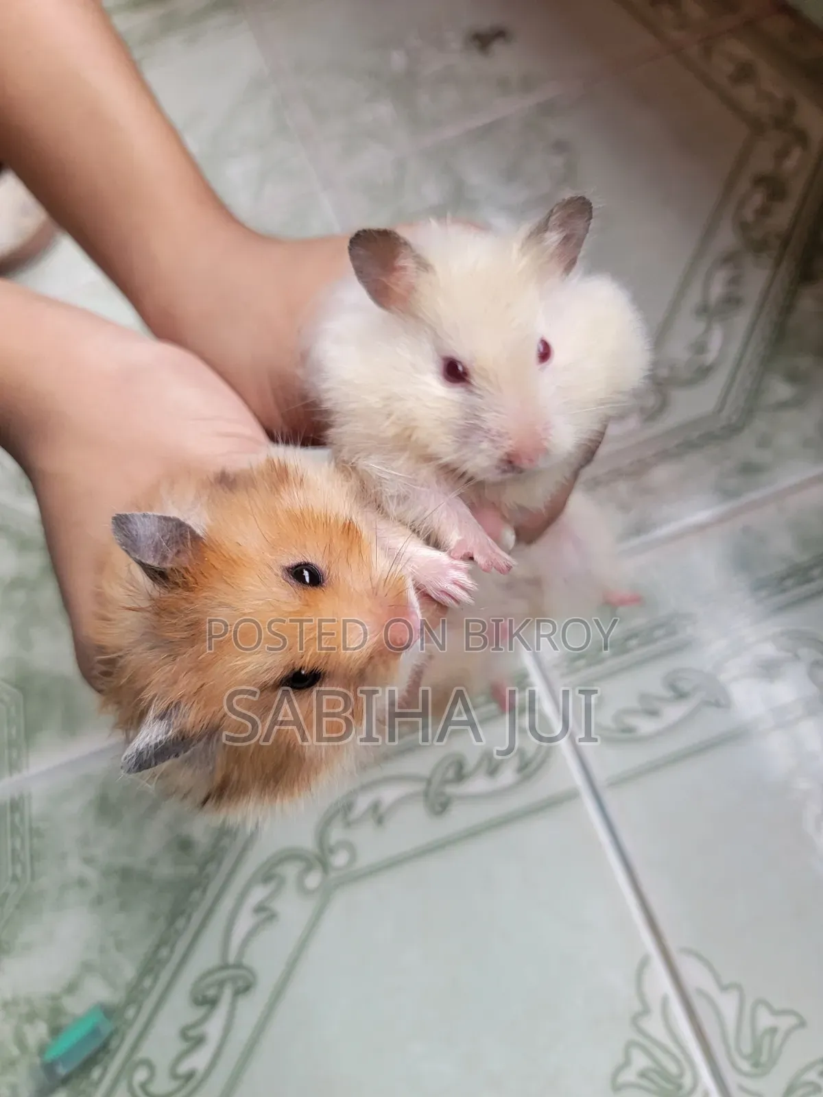 5-Month-Old Male & Female Hamsters for Sale