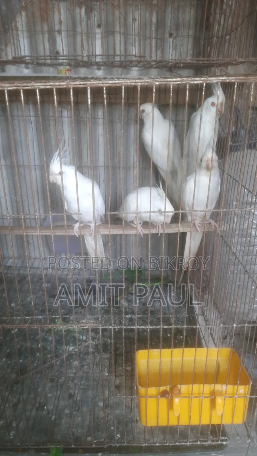 Albino Red-eye Cockatiel 18+