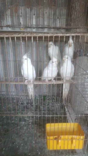 Albino Red-eye Cockatiel 18+