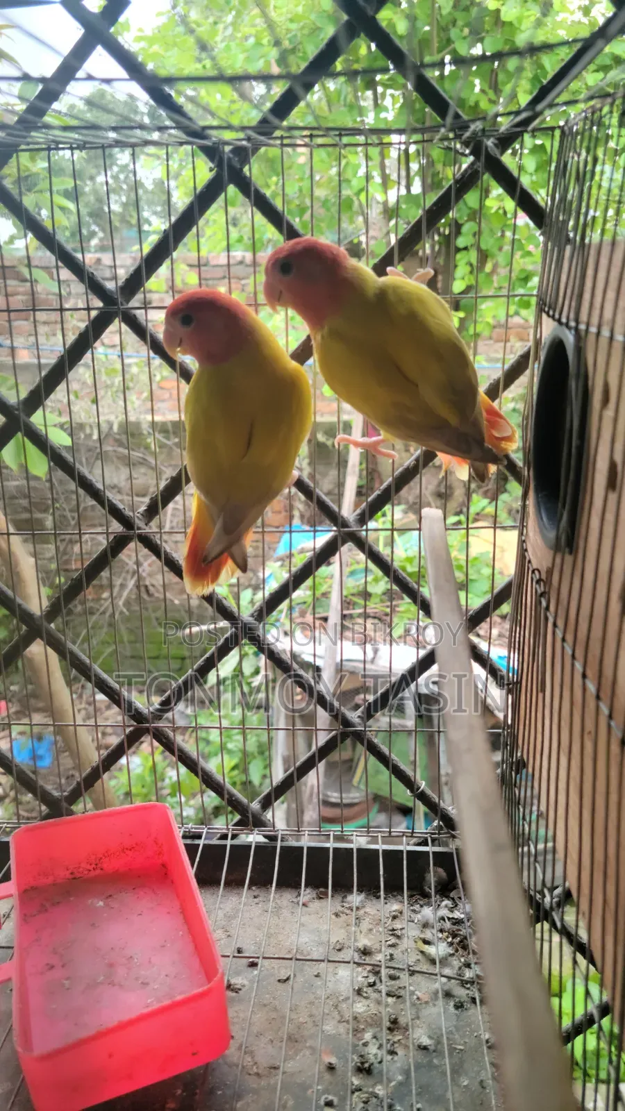 লোটিনো ওপালাইন রানিং লাভবার্ড