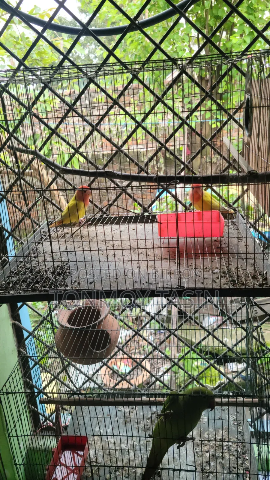 লোটিনো ওপালাইন রানিং লাভবার্ড