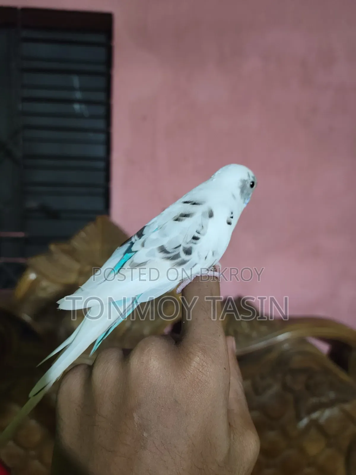 বাজিপর পাখি কথা বলা