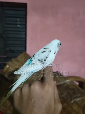 বাজিপর পাখি কথা বলা