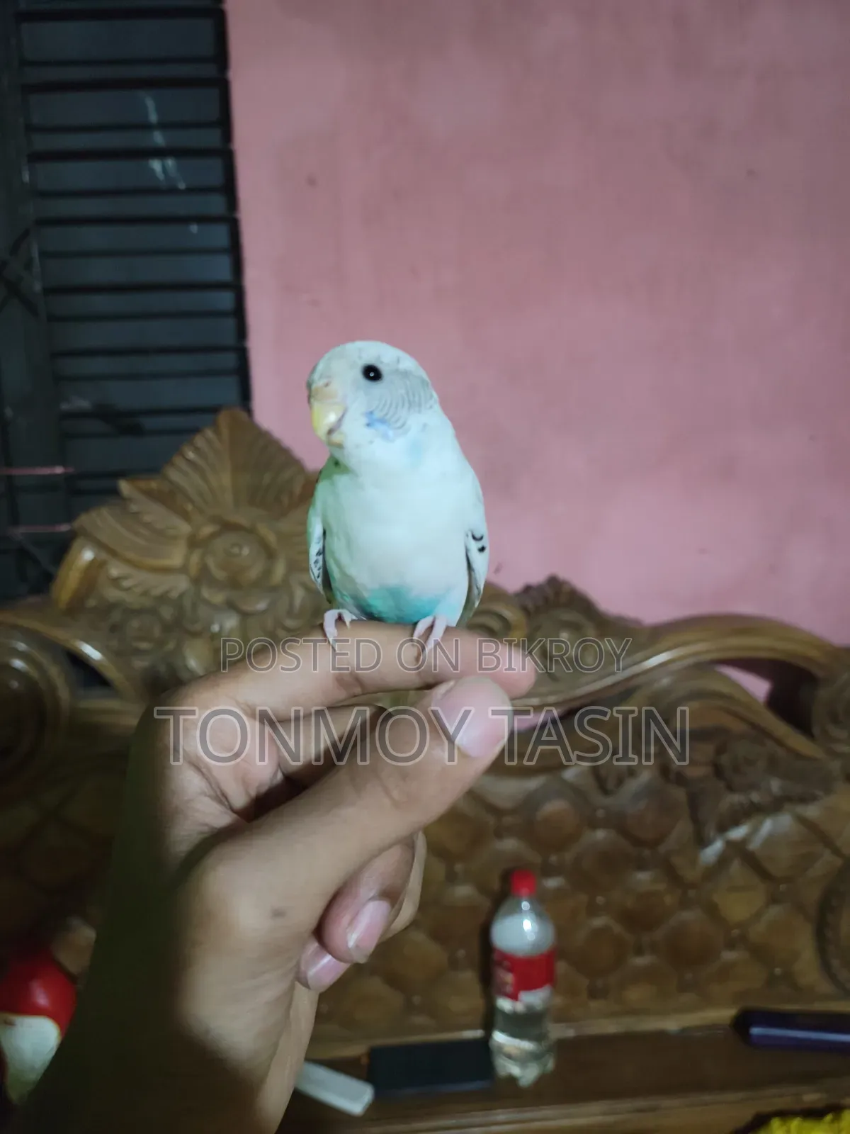 বাজিপর পাখি কথা বলা