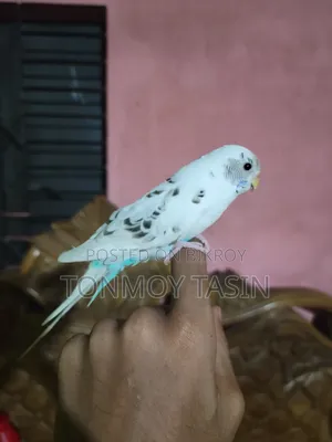 বাজিপর পাখি কথা বলা