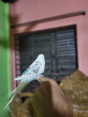 বাজিপর পাখি কথা বলা