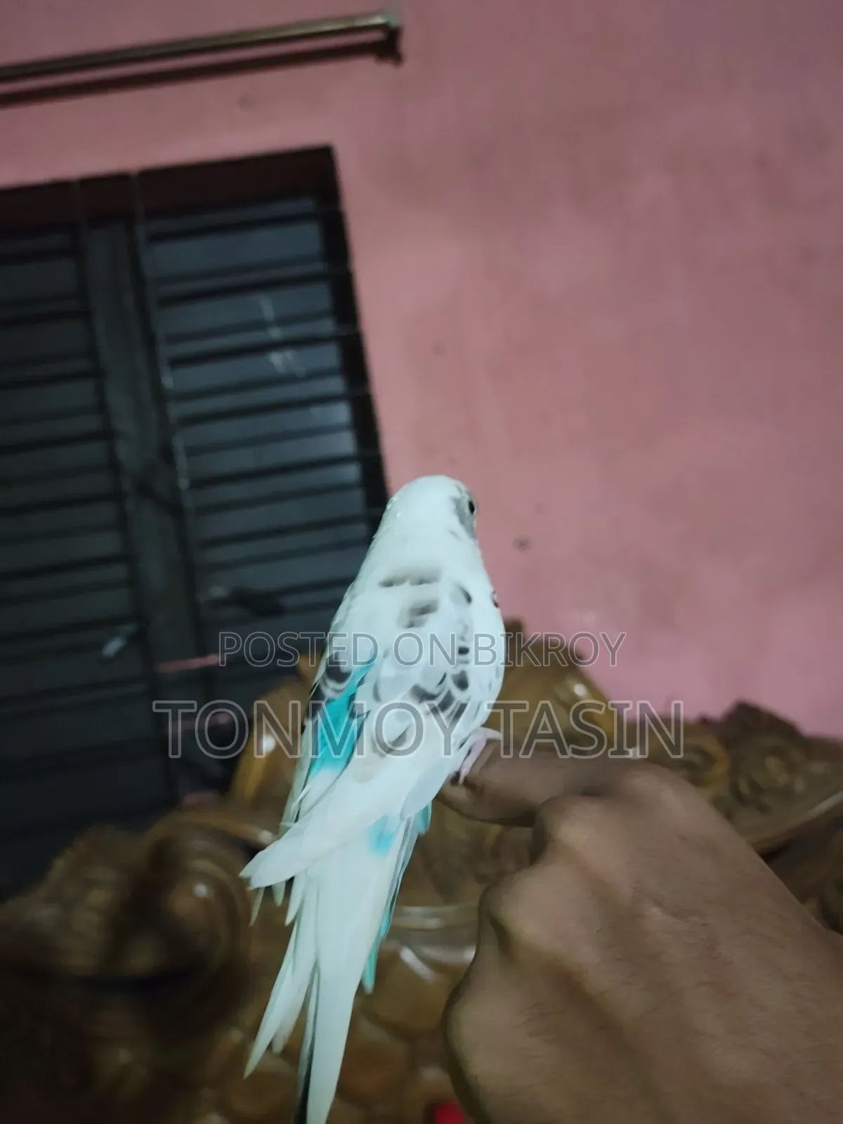 বাজিপর পাখি কথা বলা