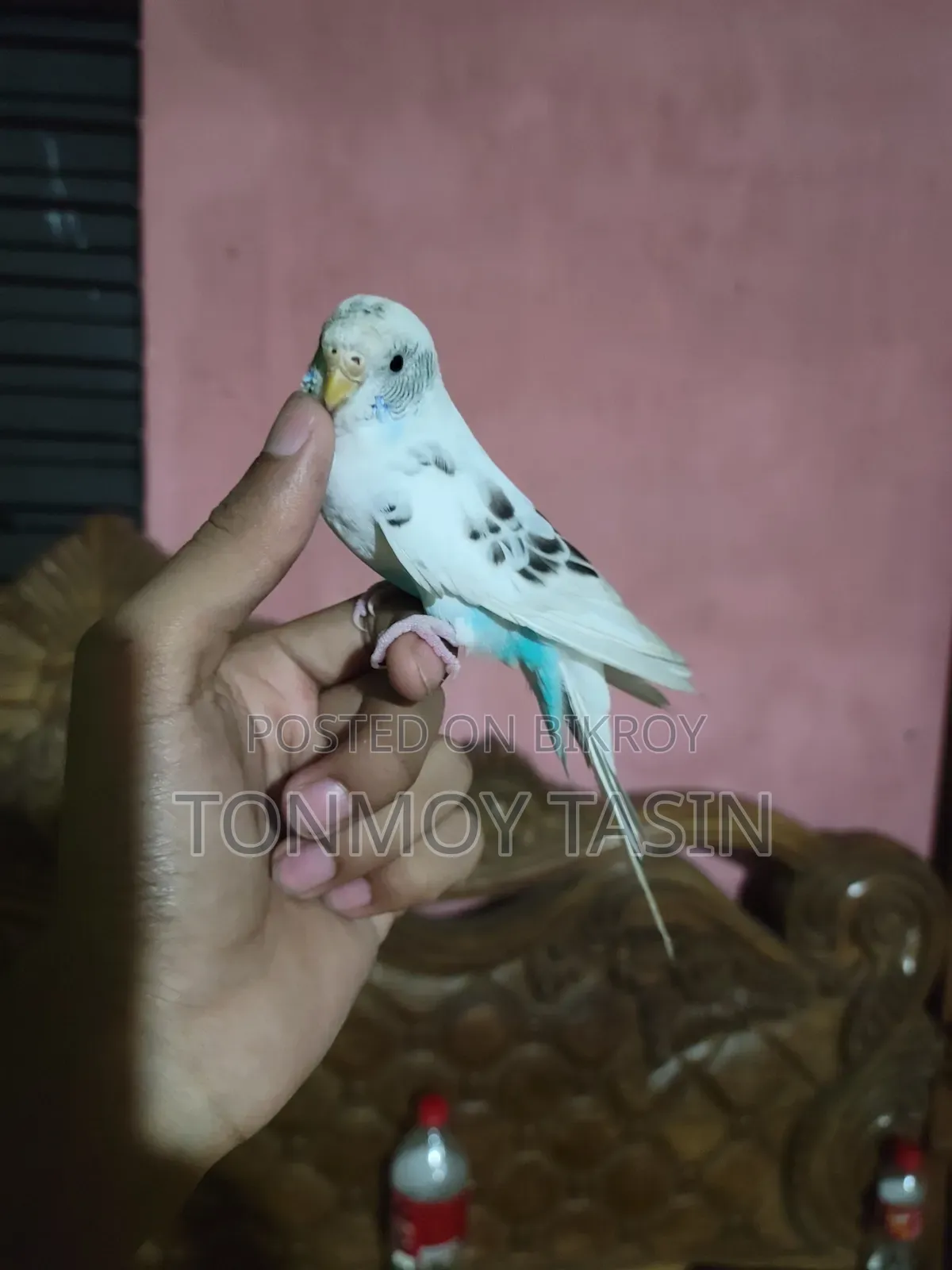 বাজিপর পাখি কথা বলা
