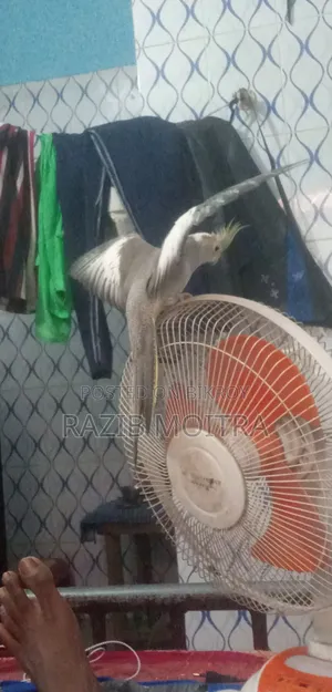 ককাটেল এডাল্ট