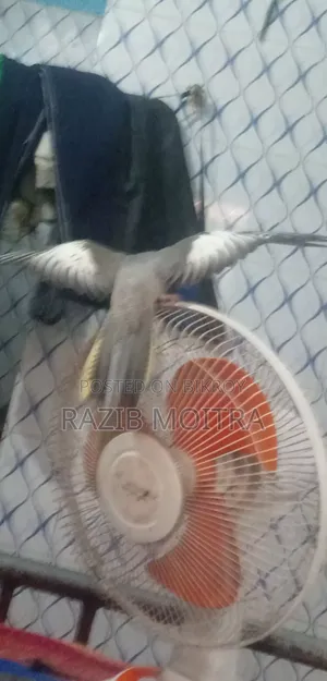 ককাটেল এডাল্ট