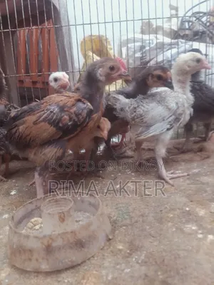 Selling pet chicken chicks