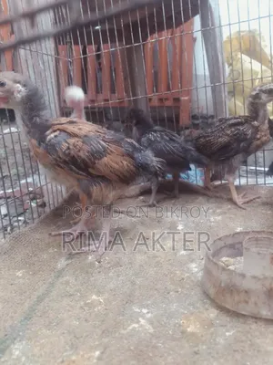 Selling pet chicken chicks