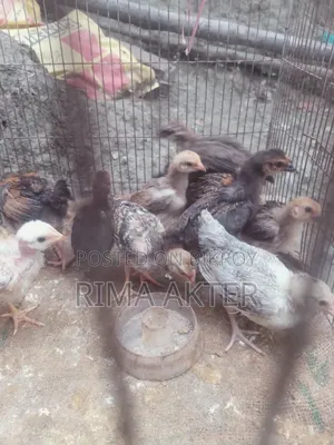 Selling pet chicken chicks