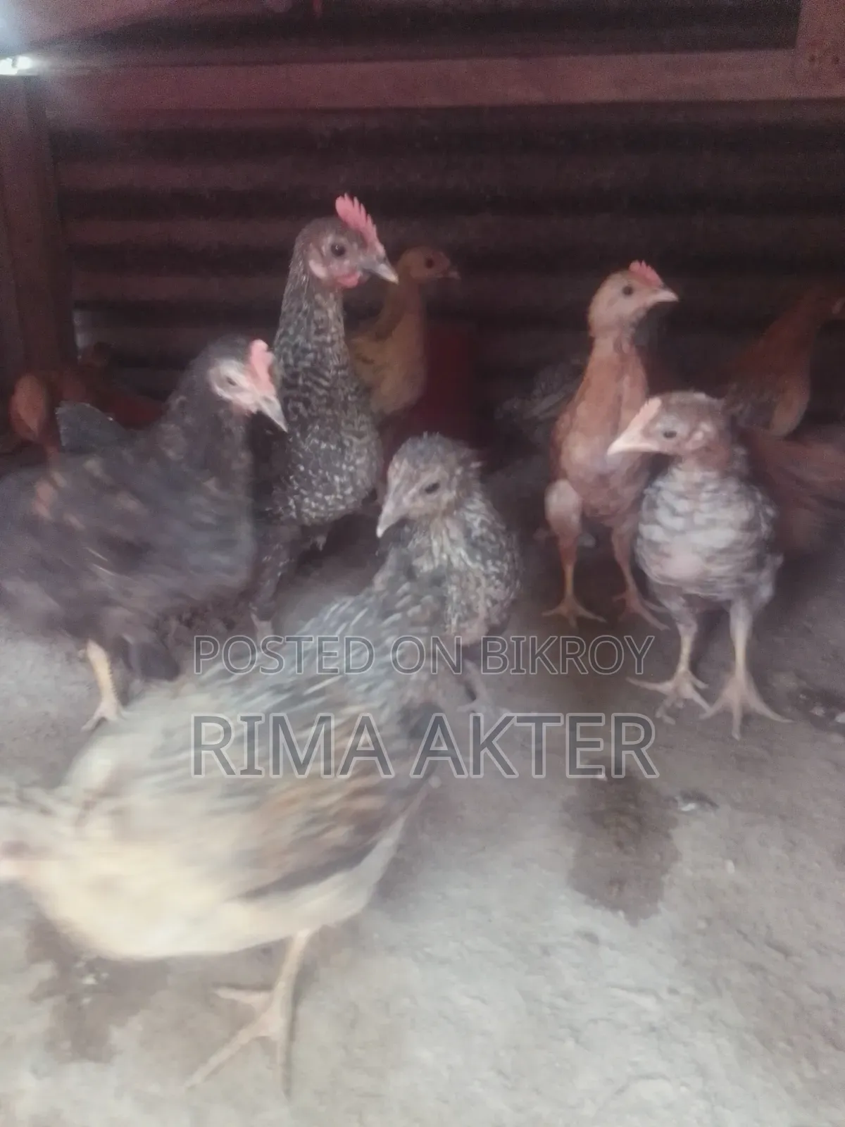 Selling pet chicken chicks