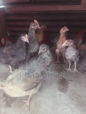 Selling pet chicken chicks