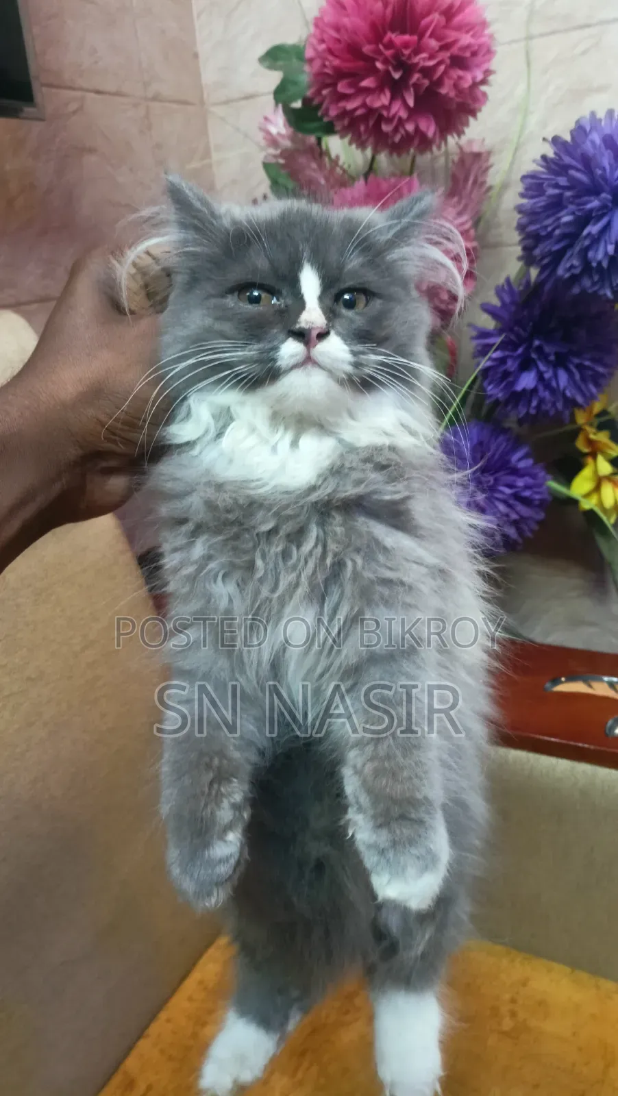1-3 months Female Purebred Persian